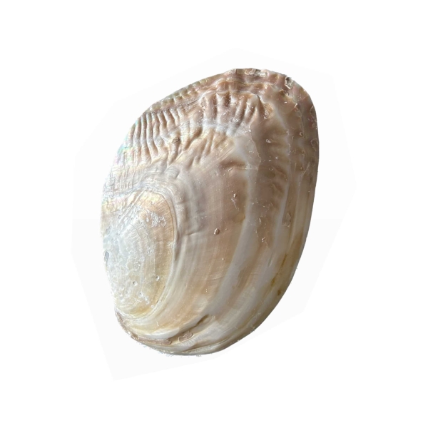 Product image thumbnail
