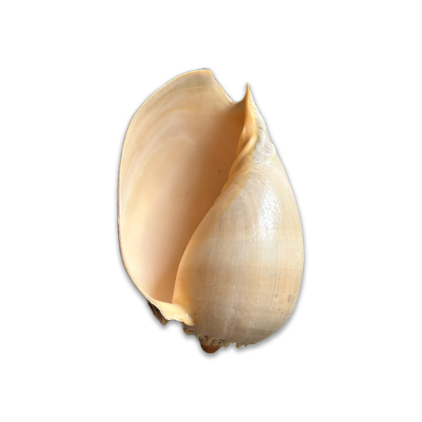 Product image thumbnail